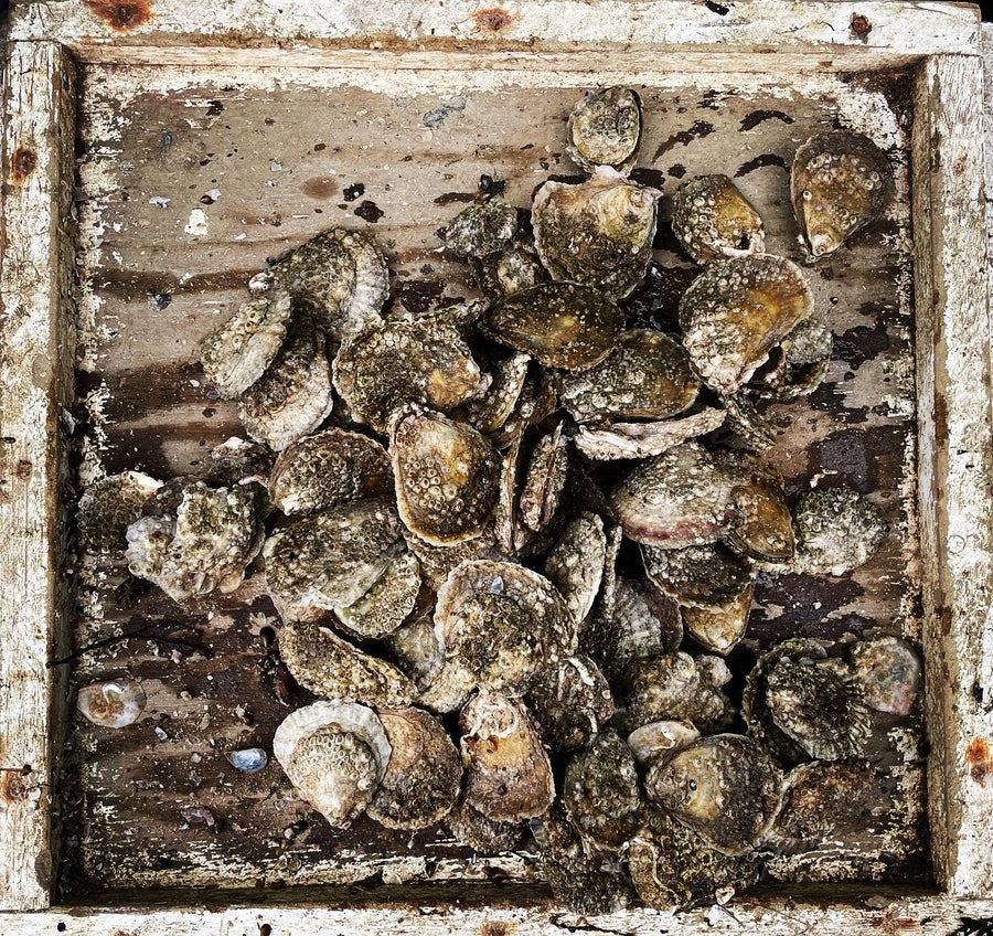 Oysters and the Firth of Forth - Part 3 (Extinction & Rebirth)