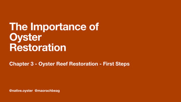 The Importance of Oyster Restoration – Chapter 3 – Oyster Reef Restoration – First Steps