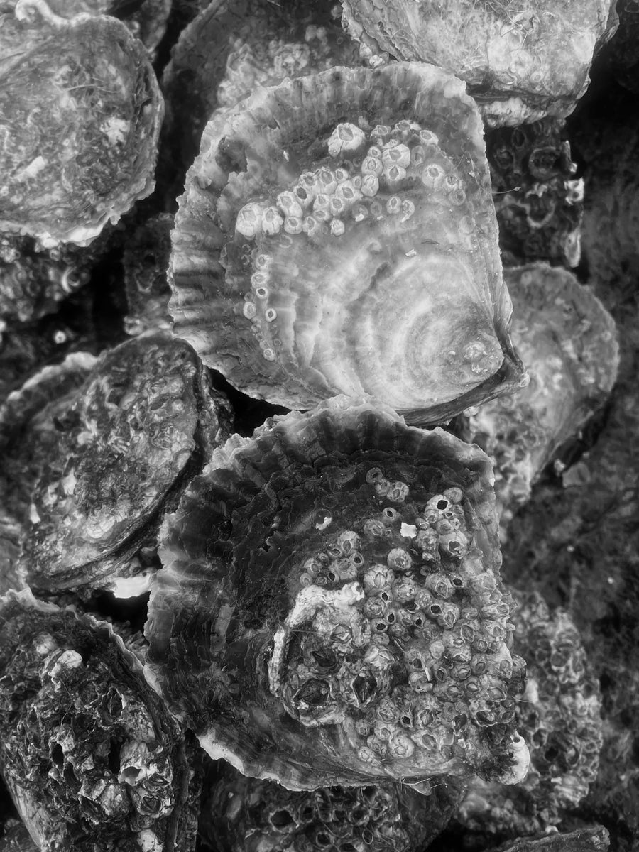 Life is short, buy the Native oysters