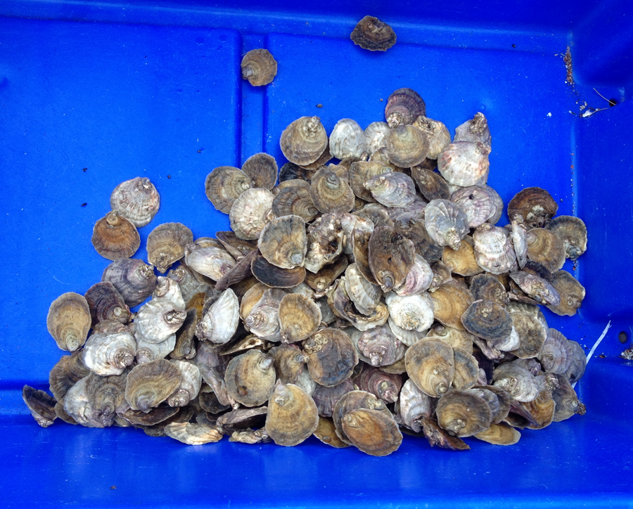 The Native Oyster - Ostrea edulis