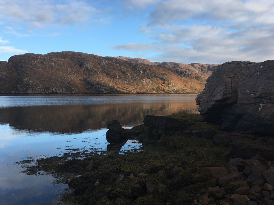 The Native Oyster & Shellfish Company Ltd - A beginning....