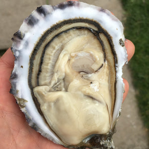 These are our special Extra Large Rock oysters, a Big Lad (Gaelic: Balach Mòr), grown on our farm in An Loch Beag (Little Loch Broom), Wester Ross, Scotland. They are the same animal as our standard Rock Oyster (Gaelic: Eisear Cloiche) but they have been cultured for a couple of extra seasons to make them nice and big! 