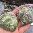 Load image into Gallery viewer, Our Native European Flat Oyster (Gaelic: Eisear Oir - Gold Oyster) grown on our farm in An Loch Beag (Little Loch Broom), Wester Ross, Scotland.