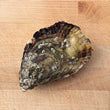 Load image into Gallery viewer, Our Rock Oyster (Gaelic: Eisear Cloiche) grown on our farm in An Loch Beag (Little Loch Broom), Wester Ross, Scotland.