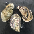 Load image into Gallery viewer, Our Rock Oyster (Gaelic: Eisear Cloiche) grown on our farm in An Loch Beag (Little Loch Broom), Wester Ross, Scotland.