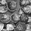Load image into Gallery viewer, Native Oyster in Black and White