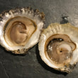 Load image into Gallery viewer, Shucked Native Oyster