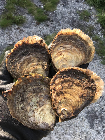 Coming soon – The Native Oyster Season 2021