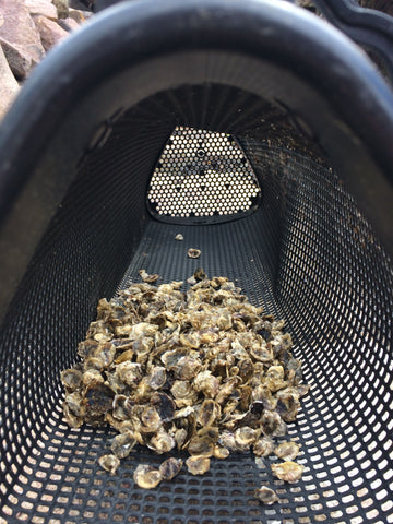 Is Oyster Farming a Good Thing?