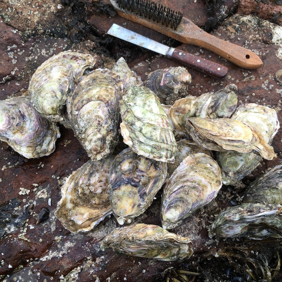 These are our special Extra Large Rock oysters, a Big Lad (Gaelic: Balach Mòr), grown on our farm in An Loch Beag (Little Loch Broom), Wester Ross, Scotland. They are the same animal as our standard Rock Oyster (Gaelic: Eisear Cloiche) but they have been cultured for a couple of extra seasons to make them nice and big! 