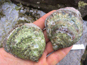 Our Native European Flat Oyster (Gaelic: Eisear Oir - Gold Oyster) grown on our farm in An Loch Beag (Little Loch Broom), Wester Ross, Scotland.