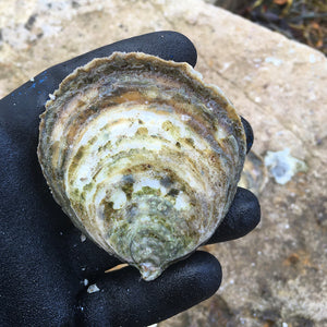 Our Native European Flat Oyster (Gaelic: Eisear Oir - Gold Oyster) grown on our farm in An Loch Beag (Little Loch Broom), Wester Ross, Scotland.