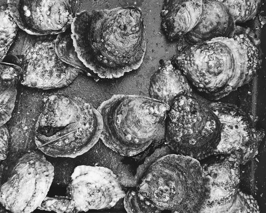 Native Oyster in Black and White