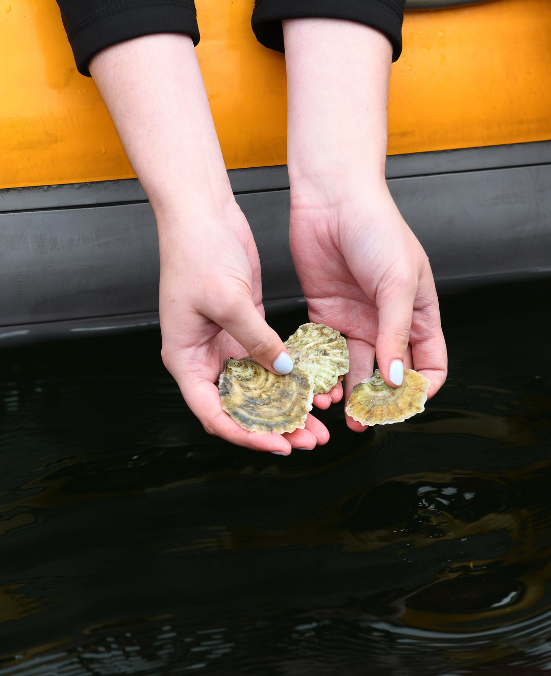 Native Ostrea edilus seed oysters Dornoch Firth release