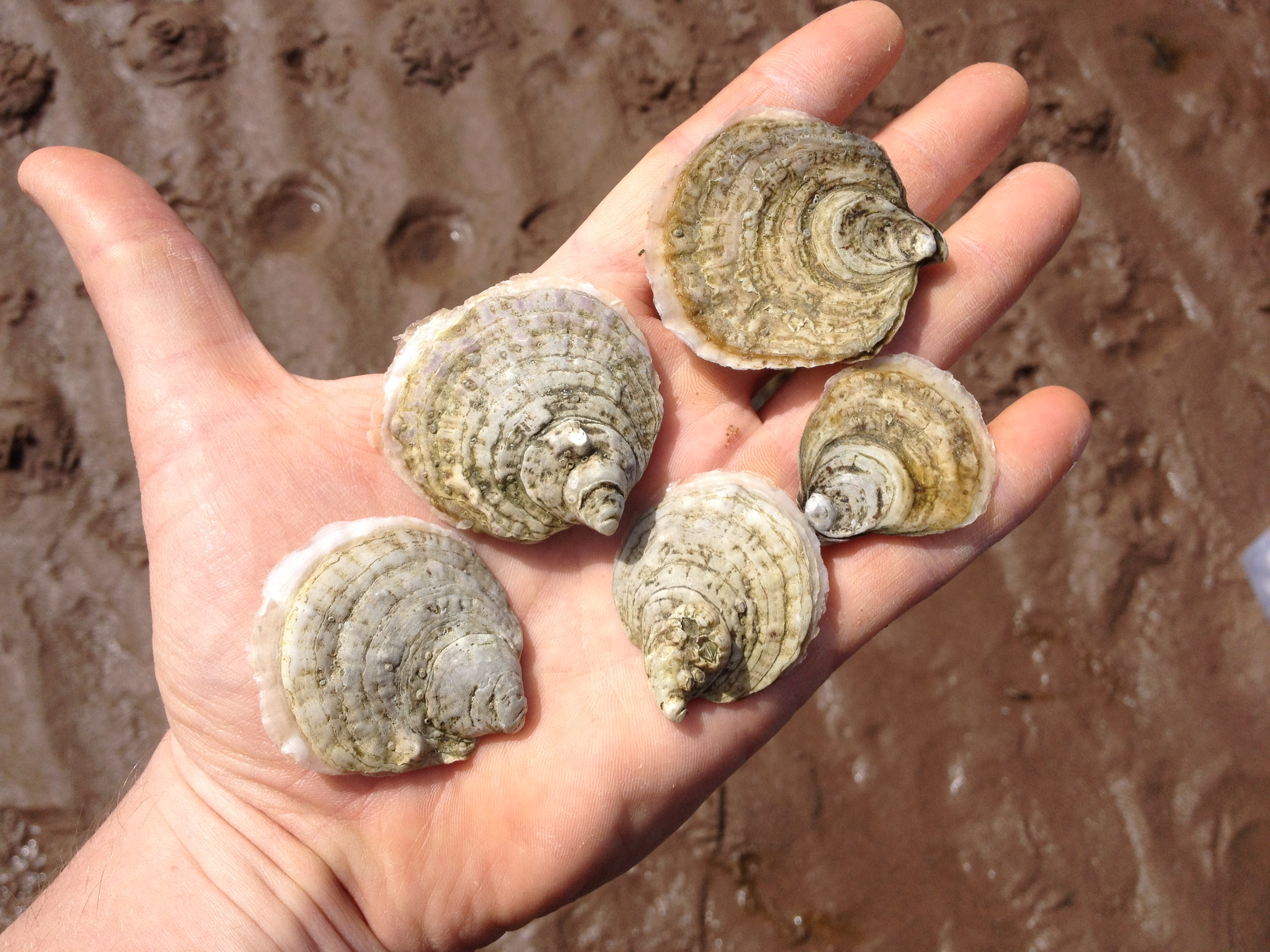Native Ostrea edilus oysters