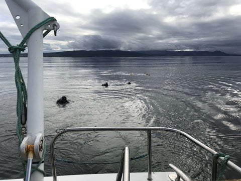 Scientist divers on the oyster reef