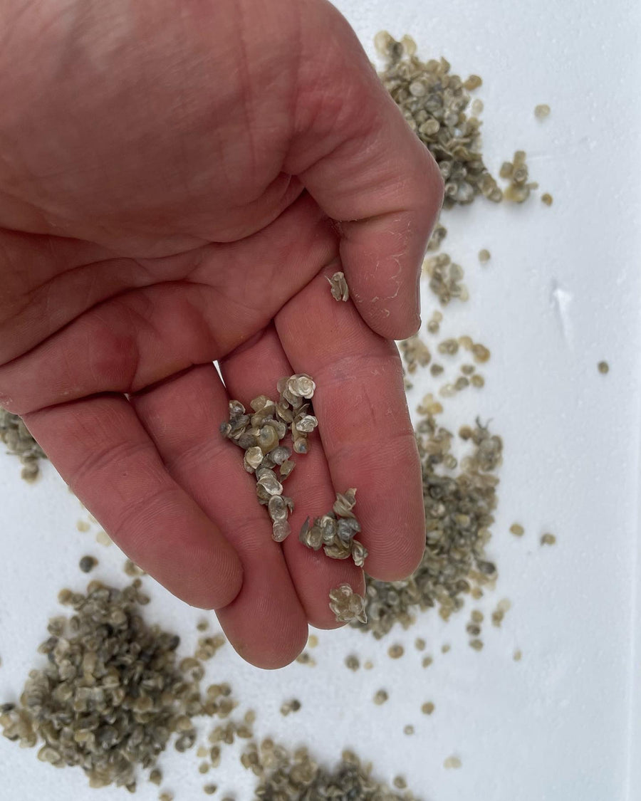 Native Ostrea edilus seed oysters