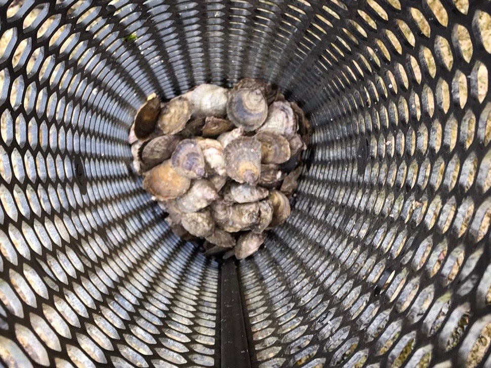 Native Ostrea edulis in aquaculture basket