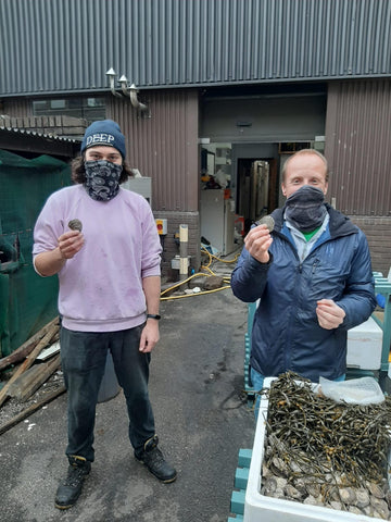 Native Ostrea edilus seed oysters Dornoch Firth release
