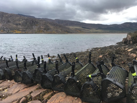6000 Native Oysters for Restoration